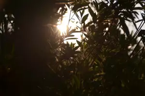 Kdy Vyndat Cibule Tulipánů